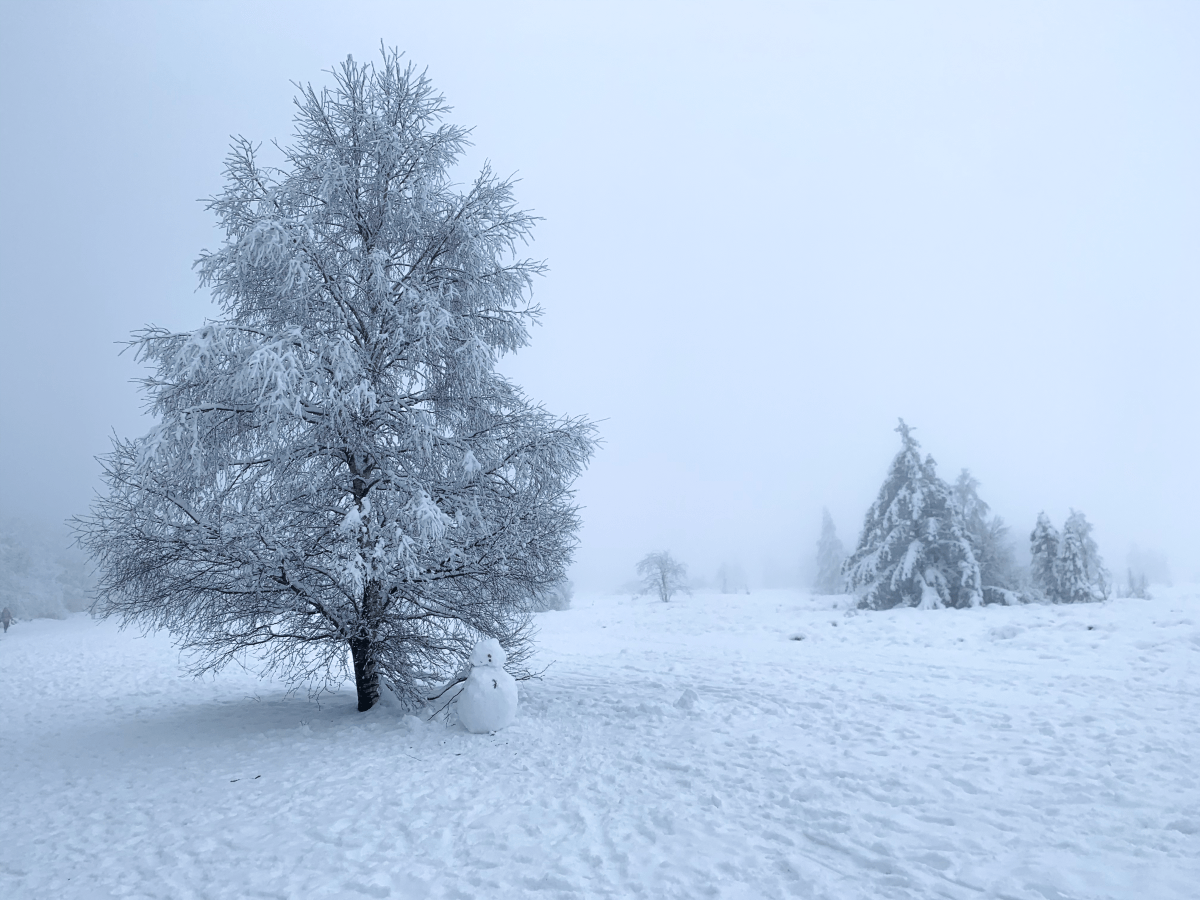 Les Hautes Fagnes : balade mythique au signal de&nbsp;Botrange