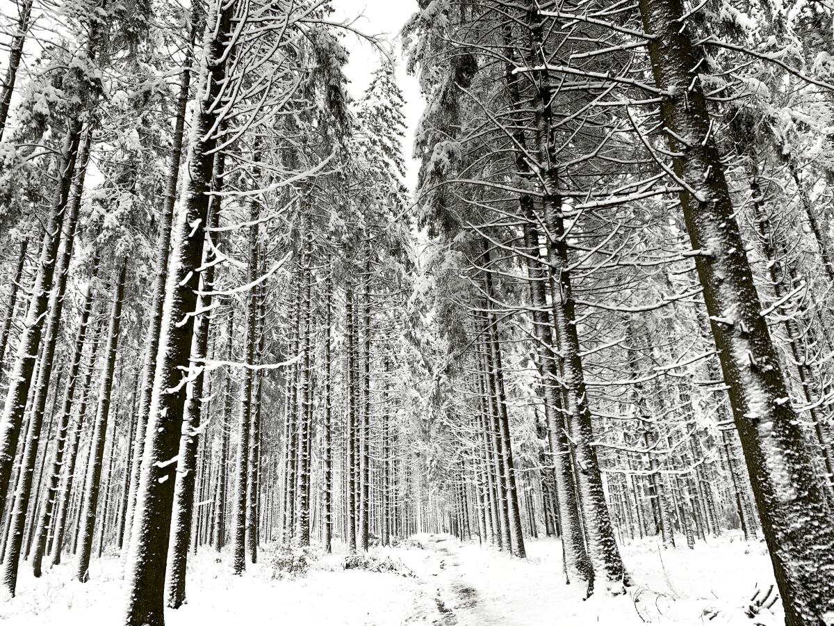 Libramont : balade dans les bois&nbsp;enneigés