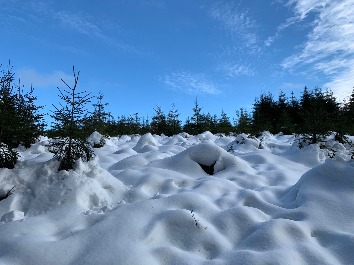 Tailles : petite boucle dans les&nbsp;bois